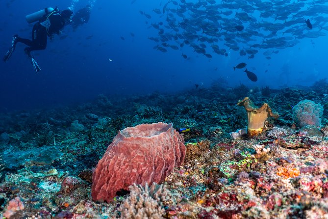 7 Fun Dives in Pemuteran (for certified divers) - Exploration in Menjangan Park - Is $234.25 good value?