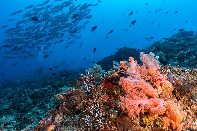 7 Fun Dives in Pemuteran (for certified divers) - Exploration in Menjangan Park - The daily rhythm and the island break