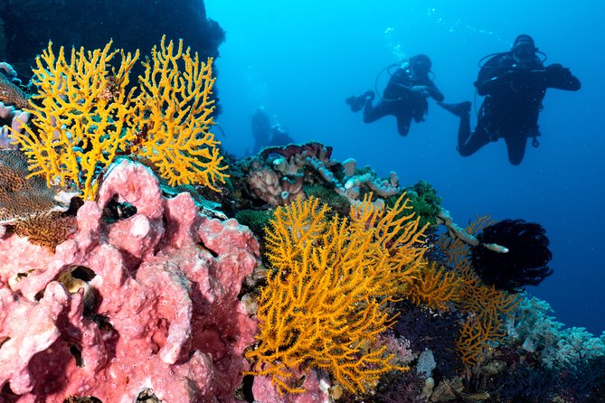 7 Fun Dives in Pemuteran (for certified divers) - Exploration in Menjangan Park - Practical details before you reserve