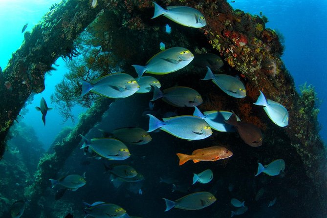 7 Fun Dives in Tulamben (for certified divers) - Premium Value Package - What is included, and where the value stops