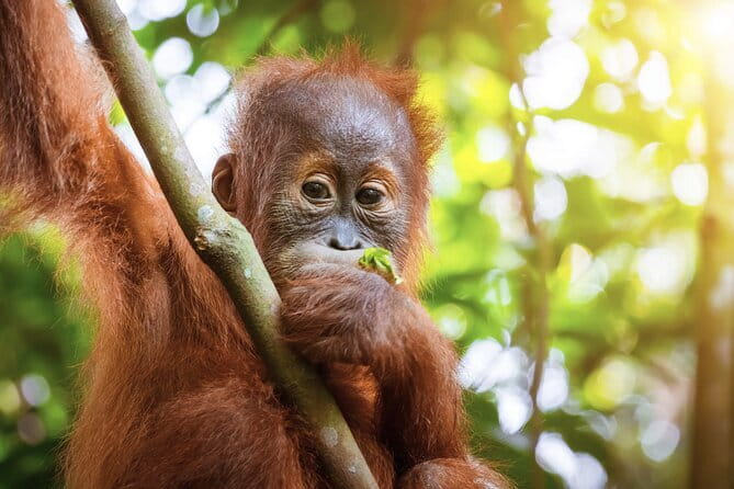 8 days group tour in Sumatra - Day 6: Mount Sibayak, Sipisopiso, and Lake Toba
