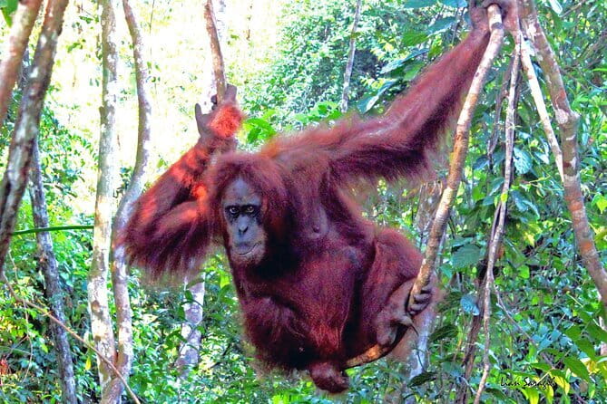 8 days group tour in Sumatra - Day 7: Batak culture and free time on Samosir Island