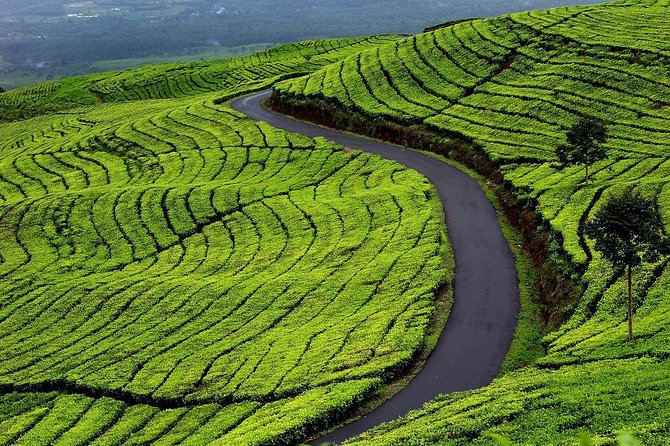 Active Volcano, Rice Field, Hot Spring, Fruit market, Tea Plantation with Lunch - Leaving Jakarta for West Java’s cooler hills