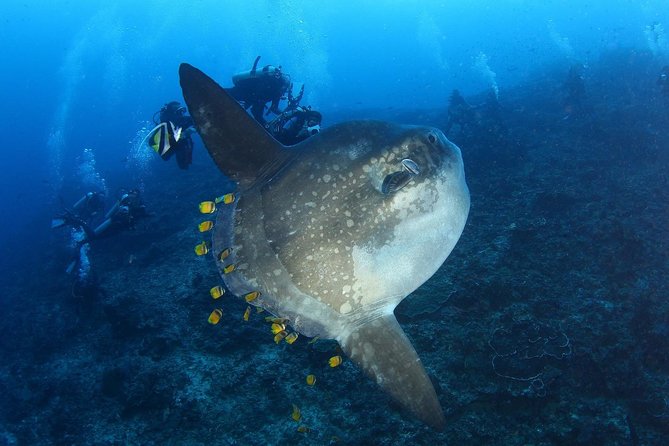 Advanced Open Water Course - Advanced Certification in Lembongan (next to Bali) - Manta Point and the value of controlled practice