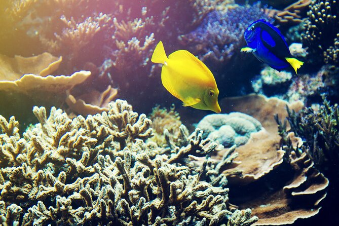 (ALL- IN) Bali Snorkeling Blue Lagoon with Waterfall Visit - Tanjung Jepun at 10:45 a.m.