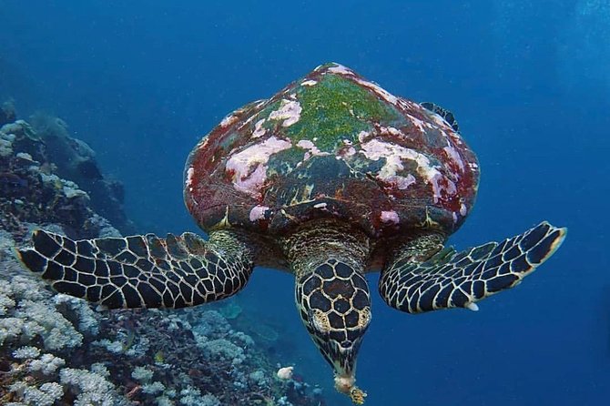 All Inclusive Bali Scuba Diving at Tulamben with Lunch -Transport - What you may see beneath the surface