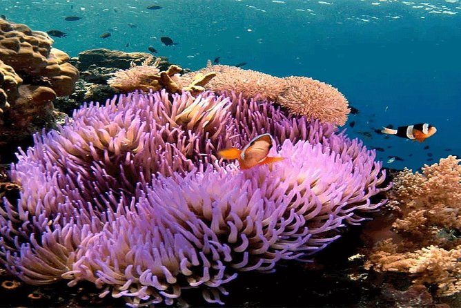 All Inclusive Bali Snorkeling Blue Lagoon tour experience - Tanjung Jepun from a private boat