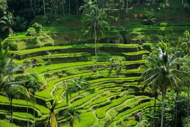 All Inclusive of Ubud Top Attraction - Meeting macaques at the Sacred Monkey Forest
