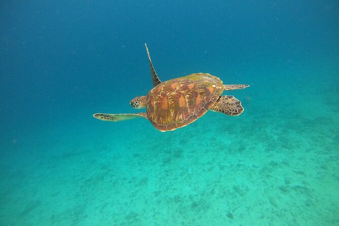 All Inclusive Snorkeling at Blue Lagoon with Lunch - Two Padang Bai reefs, not one quick swim