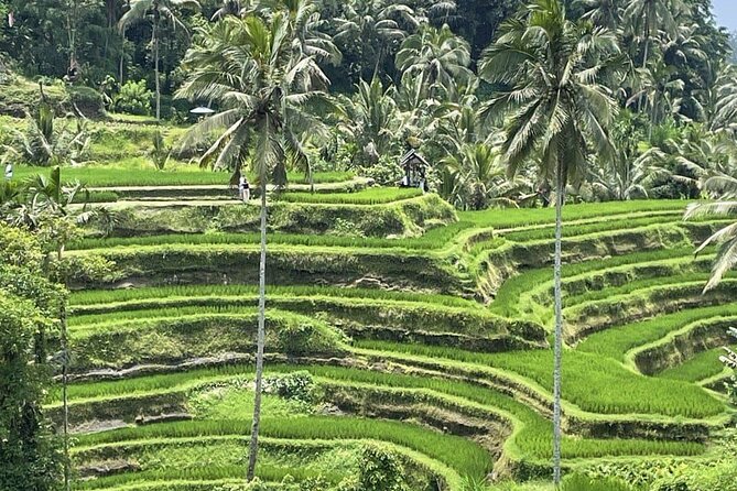 All Inclusive Ubud Cultural and Natural Highlights Tour - Monkey Forest and the macaques