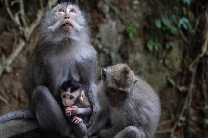 All-Inclusive Ubud Private Tour - Walking through Ubud Monkey Forest