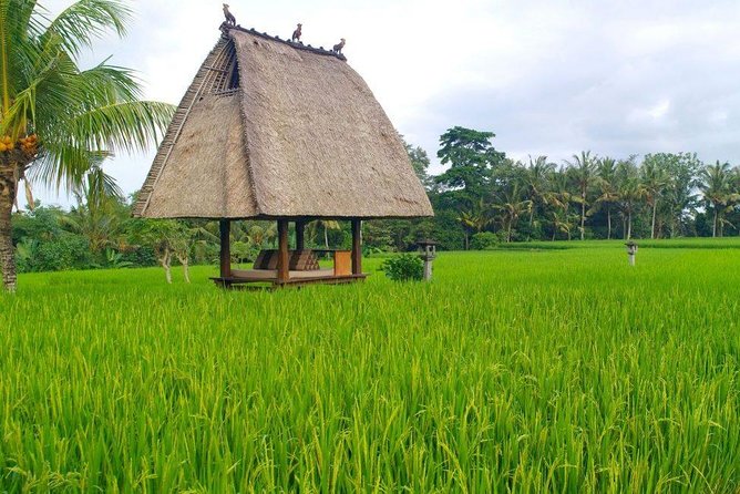 All-Inclusive Ubud Private Tour - Lunch, jungle views, and the swing