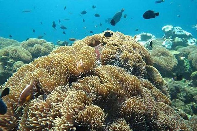 All Ticket Inclusive-Blue Lagoon Snorkeling-Ubud Monkey Forest & Ubud Waterfall - Blue Lagoon: two snorkeling spots by boat