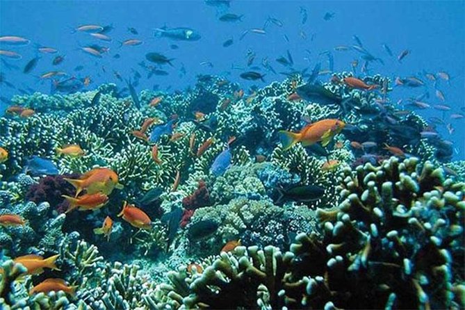 All Ticket Inclusive-Blue Lagoon Snorkeling-Ubud Monkey Forest & Ubud Waterfall - Tegenungan Waterfall and the final views