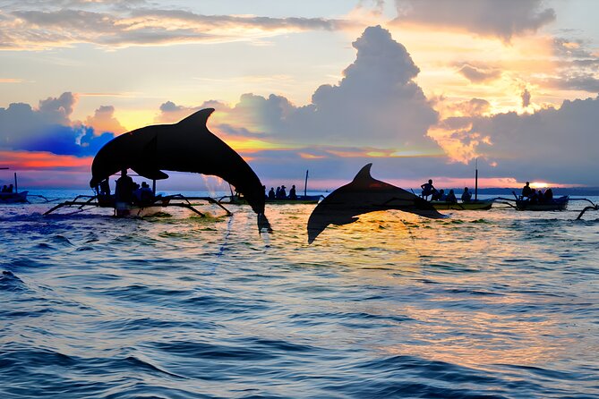Amazing Bali Dolphin Watching Trip Experience - Is the $80 price fair?