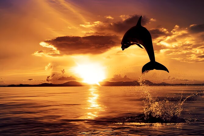 Amazing Bali Dolphin Watching Trip Experience - A 3 a.m. start changes the whole day