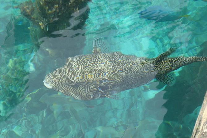 Amazing Blue Lagoon Snorkeling with Private Hotel Transfer - Private transfers and the value of the $47.44 price