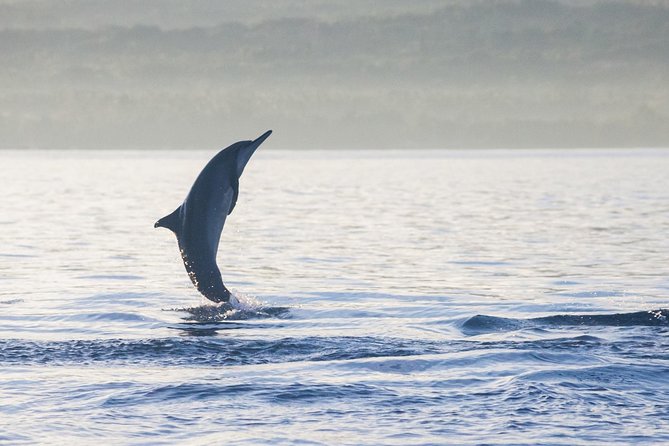Amazing Private Tours: Dolphins Lovina and Gitgit Waterfall include Lunch - Gitgit Waterfall brings a change of pace