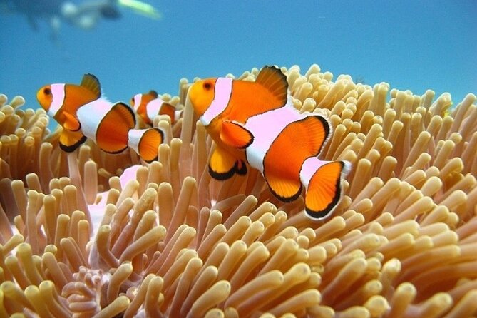 Bali ATV Quad Bike Adventure and Snorkeling Tour - The private car and driver can make or break the day