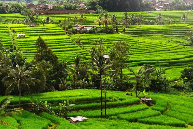 Bali: Bedugul Lake Temple, Banyumala Waterfall, UNESCO Rice Field - The forest path and pool at Banyumala Waterfall