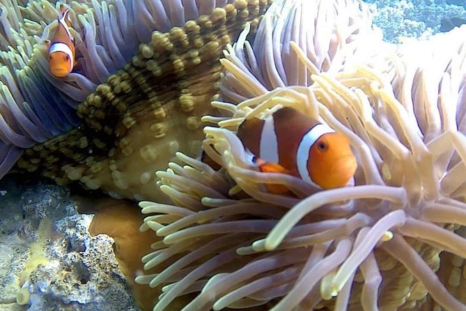 Bali Best Snorkeling at Blue Lagoon - Tanjung Jepun adds a second chance