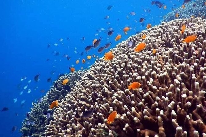 Bali Best Snorkeling at Blue Lagoon - A private group can make the outing easier