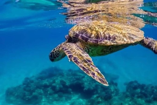 Bali Best Snorkeling at Blue Lagoon - What the $29.99 price really covers