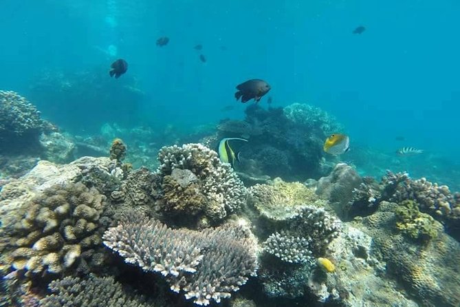 Bali Best Snorkeling at Blue Lagoon - Who will get the most from this trip