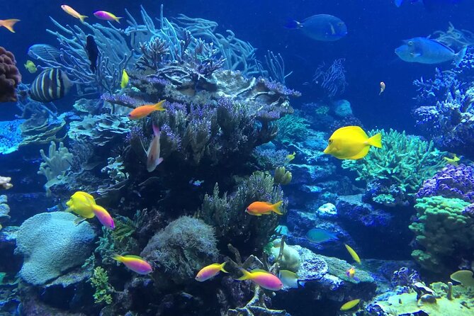 Bali Blue Lagoon Snorkeling with Private Transfer and Lunch - Reaching Blue Lagoon From Kuta