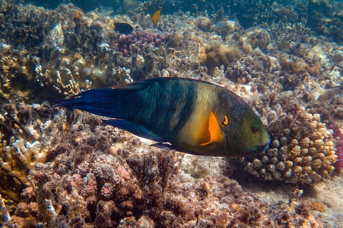 Bali Blue Lagoon Snorkeling with Private Transfer and Lunch - Is $42 Good Value?