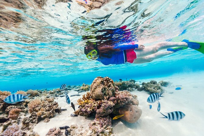 Bali Blue Lagoon Snorkeling with Private Transfer and Lunch - Who Will Get the Most From This Outing?