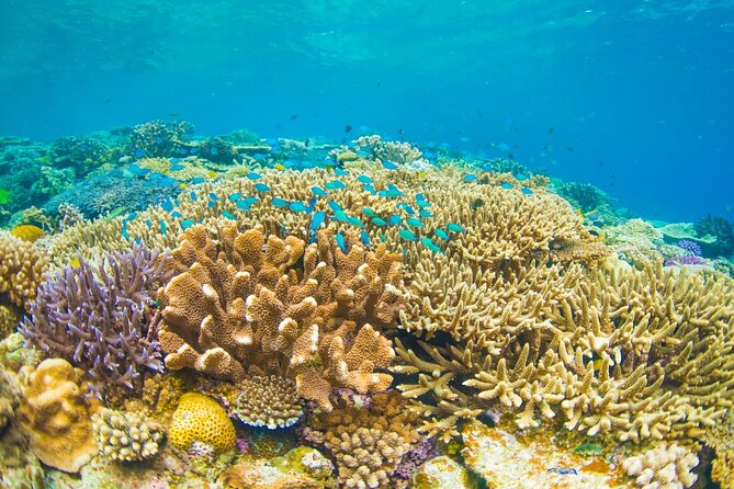 Bali Blue Lagoon Snorkeling with Private Transfer and Lunch - Practical Details That Matter on the Day