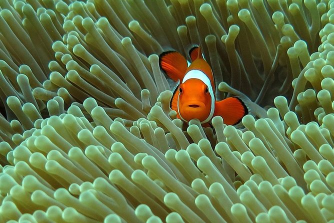 Bali Diving for Beginners: Tulamben Liberty Wreck - Key points to know before booking