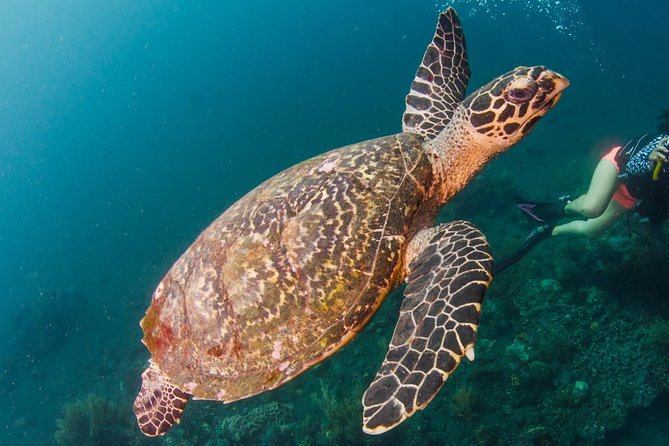 Bali Diving for Beginners: Tulamben Liberty Wreck - Coral Garden or the Drop Off comes first
