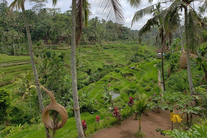 Bali Full Day Holy Water Tour - Kintamani and the View Toward Mt. Batur