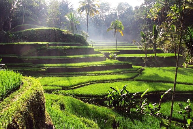 Bali Full-Day Tours : Waterfall and Ubud Destination Trip - Tegenungan Waterfall: A Strong First Stop