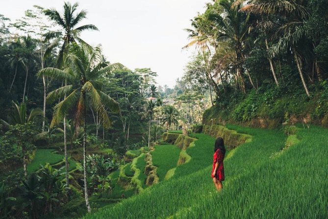 Bali Highlights : Nature, Waterfall, Rice Terraces and Volcano - Key points to know before you book