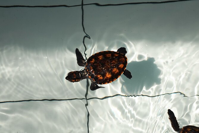 Bali Horse Riding and Turtle Release at Saba Beach - Ride across Saba Beach’s black sand