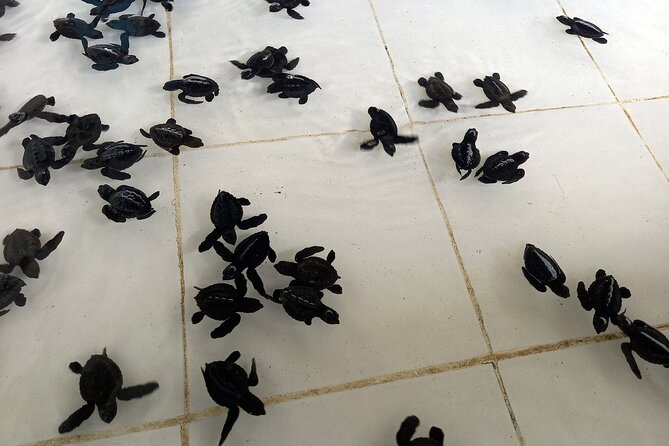 Bali Horse Riding and Turtle Release at Saba Beach - What the private vehicle changes