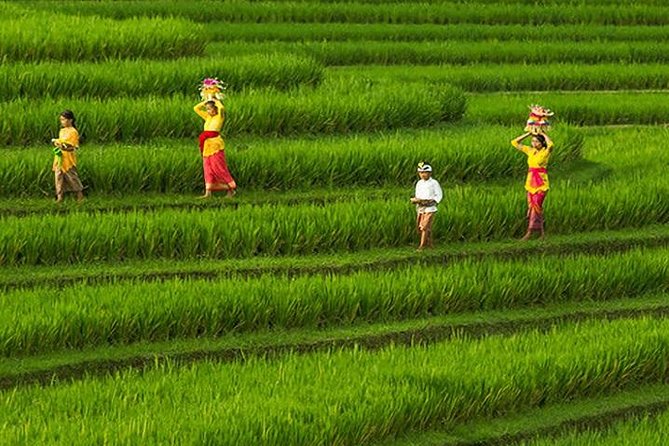 Bali Iconic Tour with Buffet Lunch and Attraction Tickets - Tegalalang Rice Terrace shows Bali’s farm country
