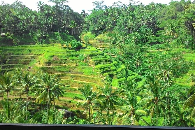 Bali in 1-Day : Rice Terrace, Volcano, Tanah lot - All Inclusive - Batuan Temple brings culture before scenery