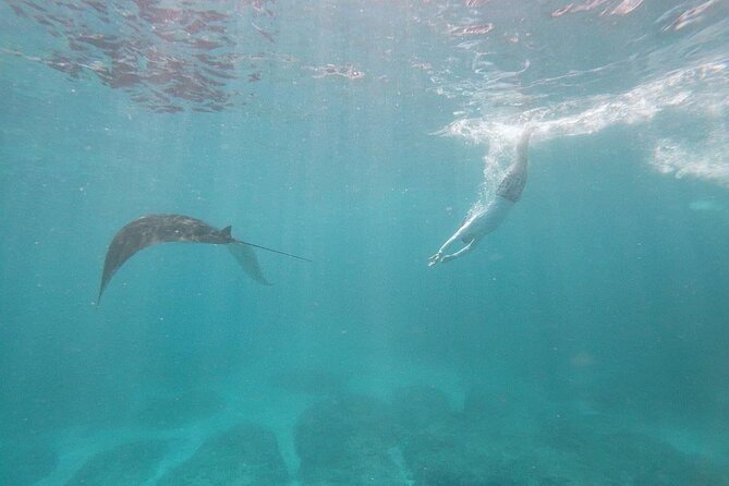 Bali Nusa Penida and Private Snorkeling (Manta Bay, Gamat, Wall) - Kelingking Beach in a 30-minute window