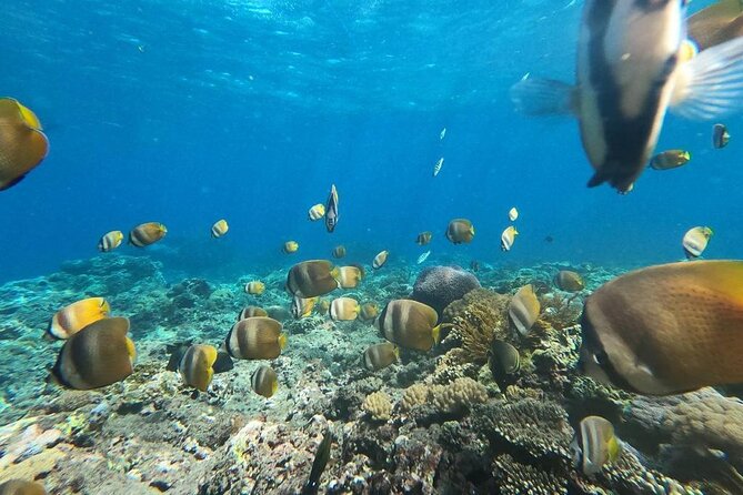 Bali Nusa Penida and Private Snorkeling (Manta Bay, Gamat, Wall) - The 6:30 am start and fast boat from Sanur
