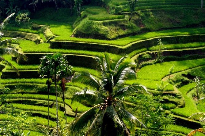 Bali Private Car Charter With English Speaking Driver - Shopping in Canggu and Ubud
