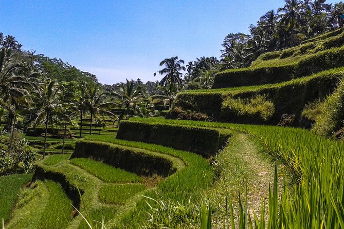 Bali Private Car Charter with English Speaking Driver - South Bali: beaches, Uluwatu, and a sunset show