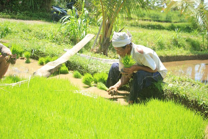 Bali Quad and Buggy Discovery Tour, Including Round-Trip Transfer - Pickup from Nusa Dua and the seven-hour schedule