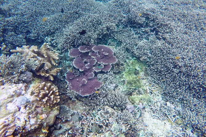 Bali Scuba Diving at Nusa Penida Manta Point For Certified Diver - Manta Point makes the early start worthwhile