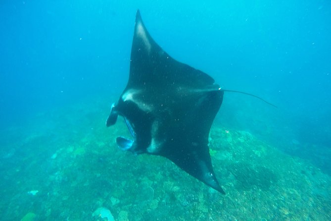 Bali Scuba Diving at Nusa Penida Manta Point For Certified Diver - Crystal Bay tests your comfort in moving water