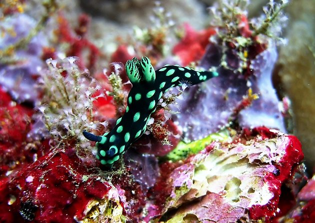 Bali Scuba Diving at Padang Bai for Certified Diver - The 7:00 a.m. pickup and ride east