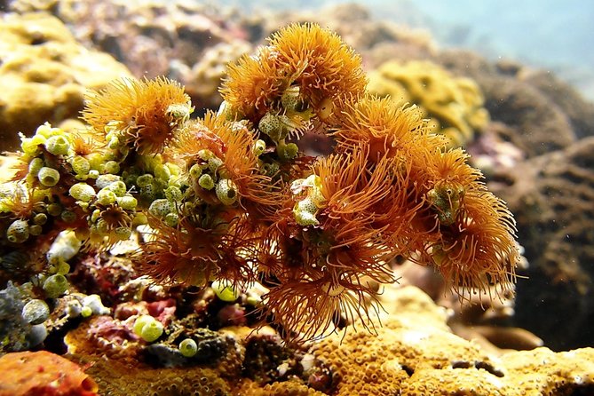 Bali Scuba Diving at Padang Bai for Certified Diver - What the $98.34 price really covers